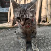 静音防撞项圈实测与安全性评估