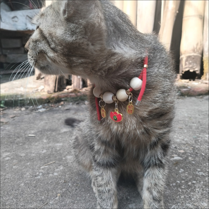 网易严选猫咪湿粮/罐头