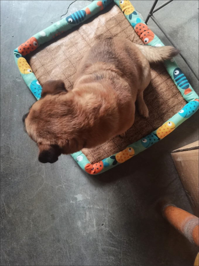 网易严选猫咪湿粮/罐头