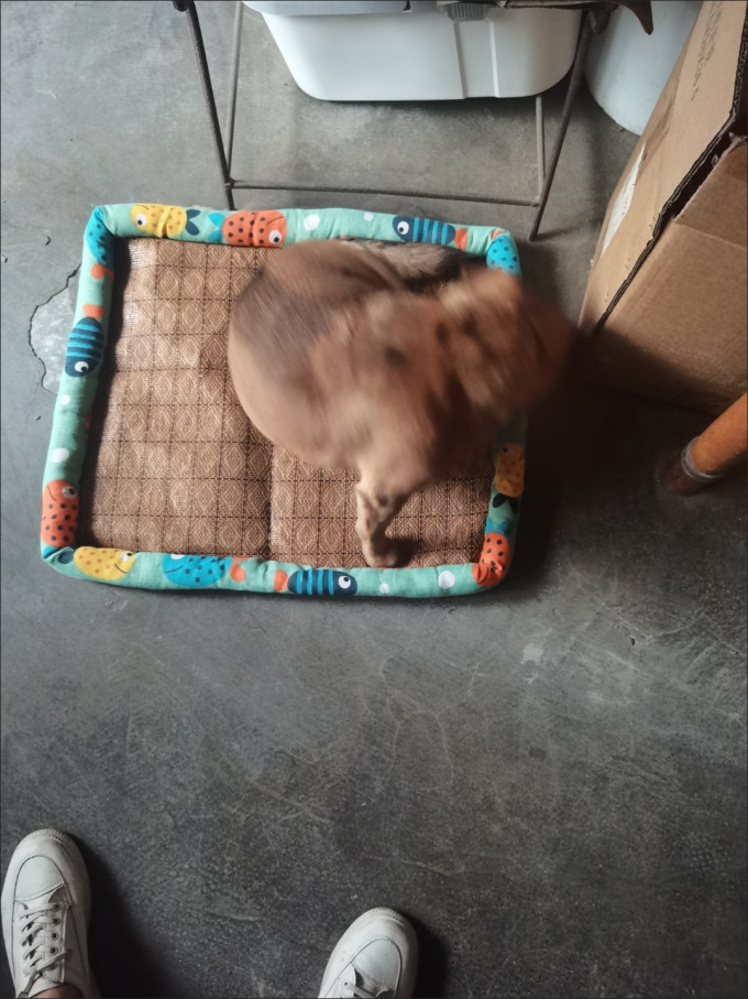 网易严选猫咪湿粮/罐头
