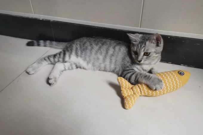 欢宠网猫玩具