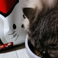 玻璃胃家庭为啥会长期复购这款烘焙粮?肠胃敏感的猫咪怎么选猫粮