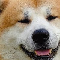 被抛弃过的狗狗，到底要多久才敢重新信任人类？