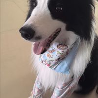宠物防水食围兜实测效果