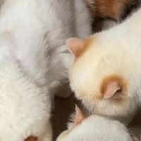 黑下巴反复真的不知道怎么选猫粮？希喂这款烘焙猫粮真的深得喵心