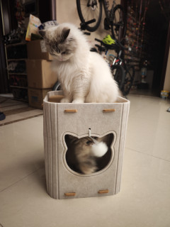 值得买猫窝，赠品以上，商品未满