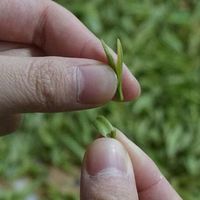 千年溯源｜"龙井"本是泉名、寺名、地名，最后才成了一杯茶的名