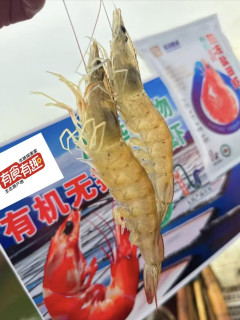 产自亚洲最大盐场，渤海湾的鲜，这只盐田虾的虾青素是普通虾3倍