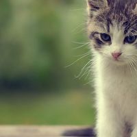 希喂低温烘焙猫粮实测：黑下巴猫咪如何选择猫粮？这款值得入手吗