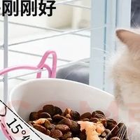新手养猫别冲动，聊聊养猫之前要算清的真实成本