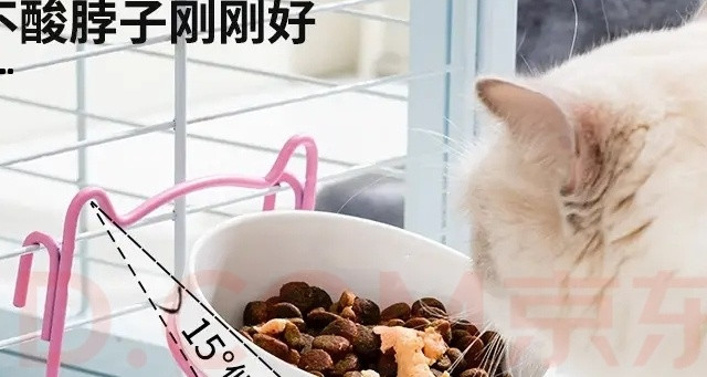 新手养猫别冲动，聊聊养猫之前要算清的真实成本