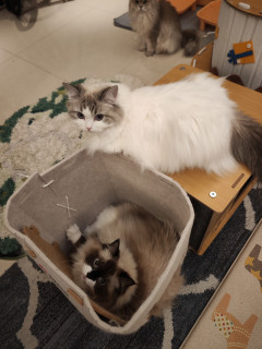 值得买猫窝，赠品以上，商品未满