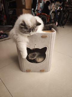 值得买猫窝，赠品以上，商品未满