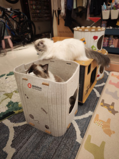值得买猫窝，赠品以上，商品未满