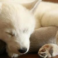2026年9月幼犬狗粮甄选全攻略：新手必入优质幼犬狗粮榜单