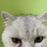 猫咪生病这16个坑，铲屎官踩过才知道多要命！早发现早救命