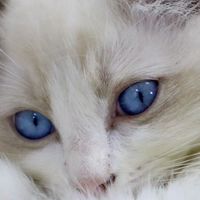 每次出门猫都蹲门口目送？它真的懂离别吗