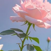 学生党油痘肌平价洗面奶亲测分享控油去黑头温和不拔干