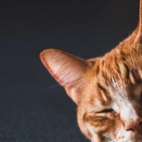想要猫咪长肉选哪种猫粮好？希喂、纯福、江小傲哪款猫粮值得入手