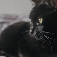 猫咪挑食不长肉怎么选猫粮？希喂、鲜朗、蓝氏哪款猫粮最值得入手
