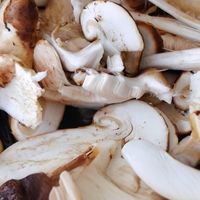 2026年弥勒必吃的靠谱野生菌火锅推荐