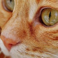 新手如何选择猫粮？希喂 、有鱼和喵梵思哪款猫粮既好吃又营养？