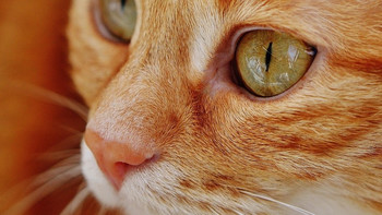 新手如何选择猫粮？希喂 、有鱼和喵梵思哪款猫粮既好吃又营养？