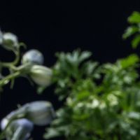 两瓶老马爹利蓝带，回收店报950：洋酒不是茅台，不会越放越香，喝、卖、留先把账算清