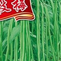 长豆角炒肉末的烹饪步骤