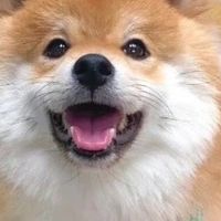 烘焙狗粮哪个好？好坏怎么判断，2026有值得选购的狗粮推荐吗？