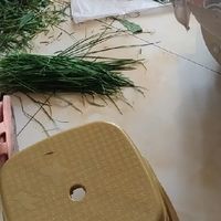 韭菜