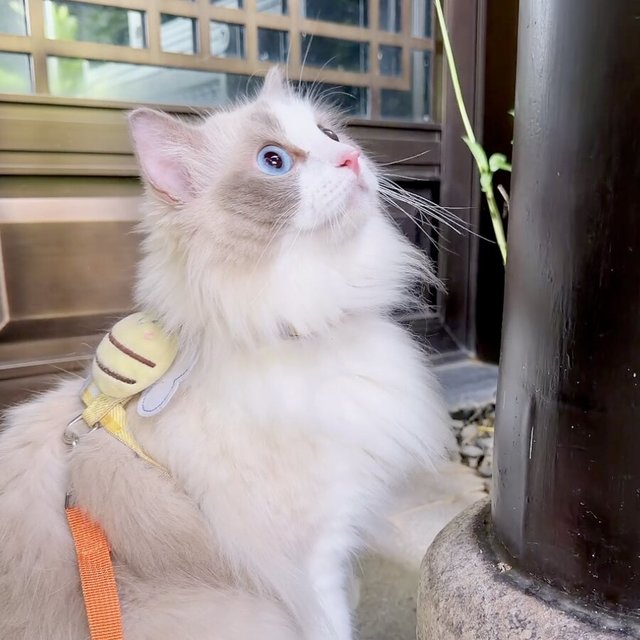 对猫过敏想养猫？"低敏品种"和"抗过敏神器"，先把这轮钱分清楚再花
