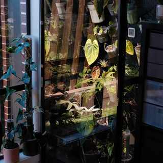 夜里降到15℃就是分水岭：起球的、建柜的、扔阳台的，热植第一年过冬的三条路和各自的代价，我理清了