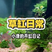 阳台花园与水景养护 | 绿植造景9.5日报