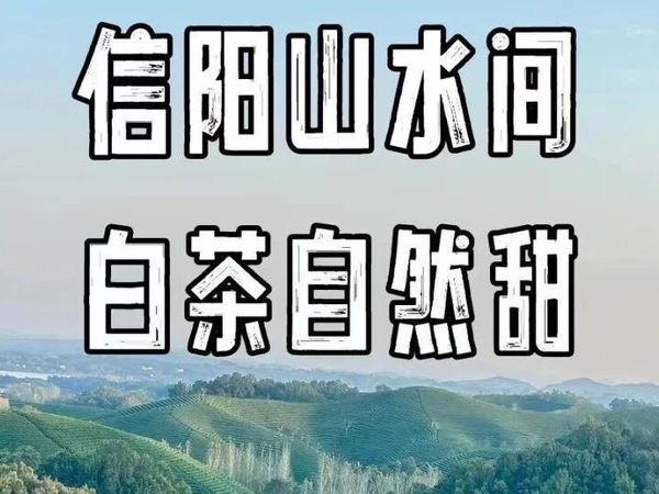 信阳山水间，白茶自然甜！