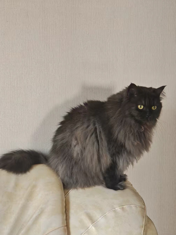 猫爸爸的厨房猫咪干粮