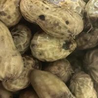 茴香煮花生的风味与寓意