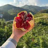 会理的石榴刚下树，饮品圈的"石榴大战"已经开了打：古茗七夕回宫、茶百道押"鲜剥"、董宇辉去了果园——对完鲜剥/HPP两条路线、甜度冰块雷区和这杯18块的成本账，今年这杯怎么点、什么时候喝，都理清了