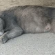  蓝猫从8000跌到300：劝退帖刷屏，英短的历史低价是捡漏还是新坑？　
