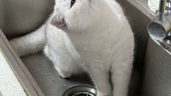 猫不喝碗水、只喝水龙头：饮水机是智商税还是保命钱？把研究证据和隐性成本一次说清