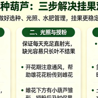 阳台种葫芦：三步解决挂果难题