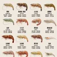 买虾别再被坑！16 种常见海虾一次认全🦐