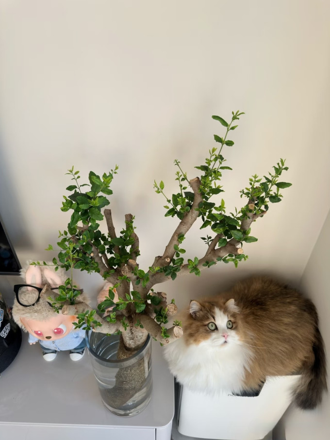 鲜花绿植