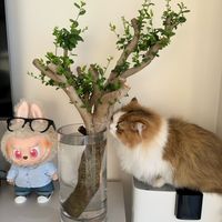 奇迹啊！