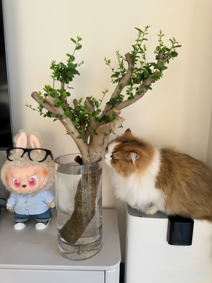鲜花绿植