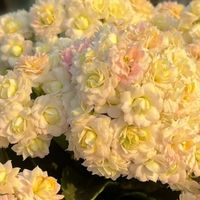 9月养长寿花，我只干一件事，秋天花量直接翻倍！