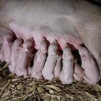 超市为何没有猪奶？养殖户说出真相，成本是牛奶的3倍