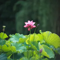 哈苏的镜头墙，被3000块的转接环砸开了一道缝：55V从2.2万跌到1.7万卖不掉，2000块的副厂AF头已经装上了X2D II