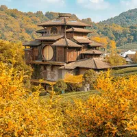 今年的桂花香，一半是“假的”：骗开、早开、栾树替身，主力花期其实刚到一半