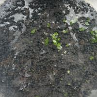 九月开缸潮，"水草种子"又开始收韭菜了：两个阵营都没说谎，只是那片草坪带倒计时